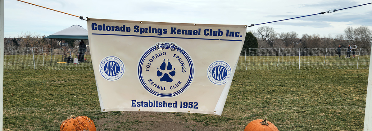 Dog running in a field